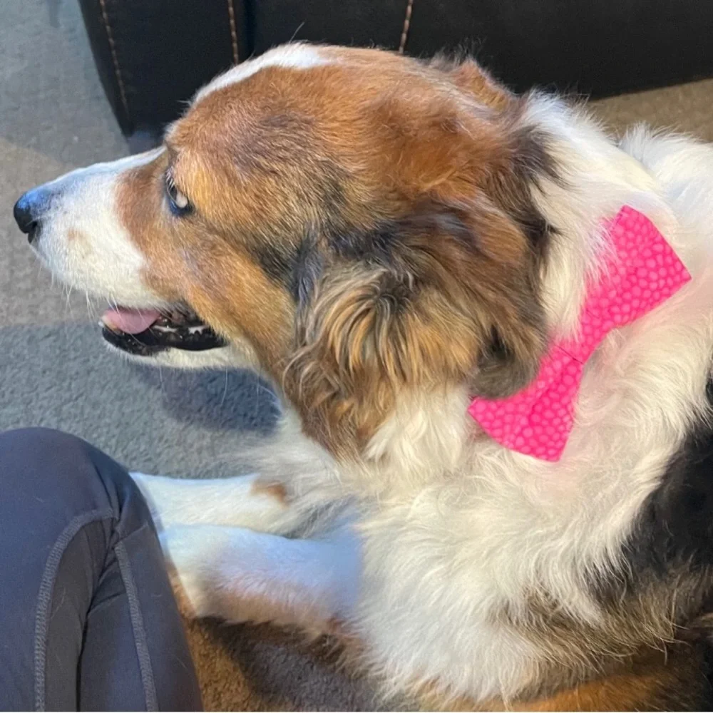 Pet Bowtie in a Fall Plaid for Halloween & Thanksgiving